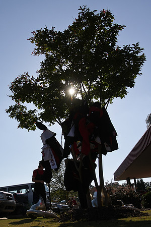 Sousa Tree